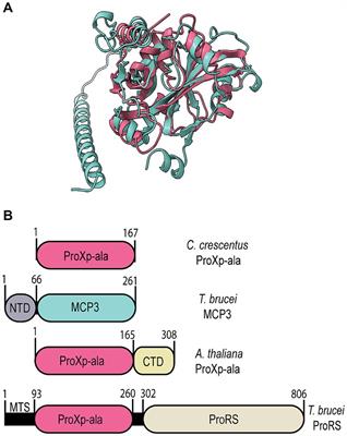 Trypanosoma brucei multi-aminoacyl-tRNA synthetase complex formation limits promiscuous tRNA proofreading